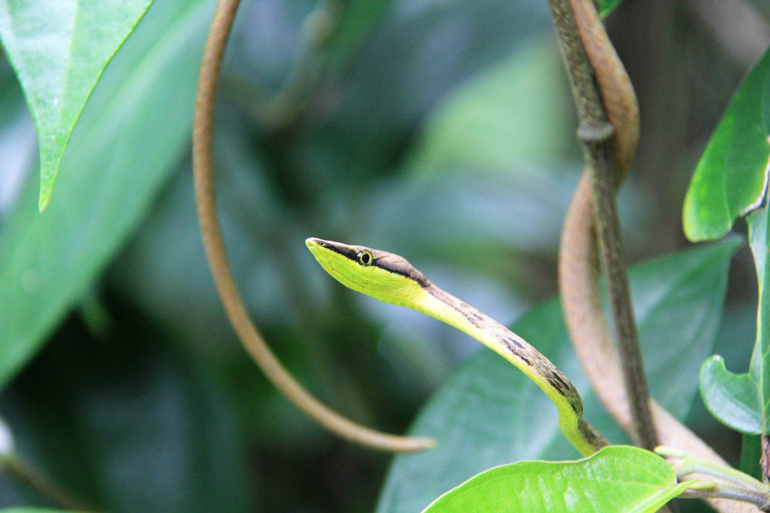 Costa Rica
